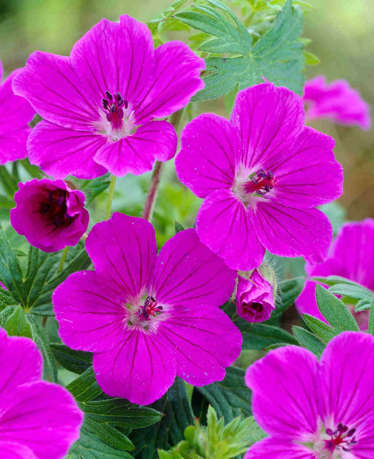 G1839 Geranium 'tiny Monster' - View 12 from www redcrocus com