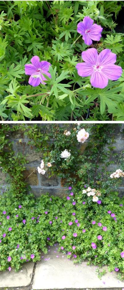 G1839 Geranium 'tiny Monster' - View 13 from www redcrocus com