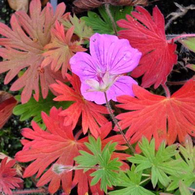 G1839 Geranium 'tiny Monster' - View 14 from www redcrocus com