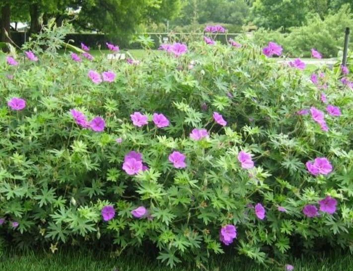G1839 Geranium 'tiny Monster' - View 17 from www redcrocus com