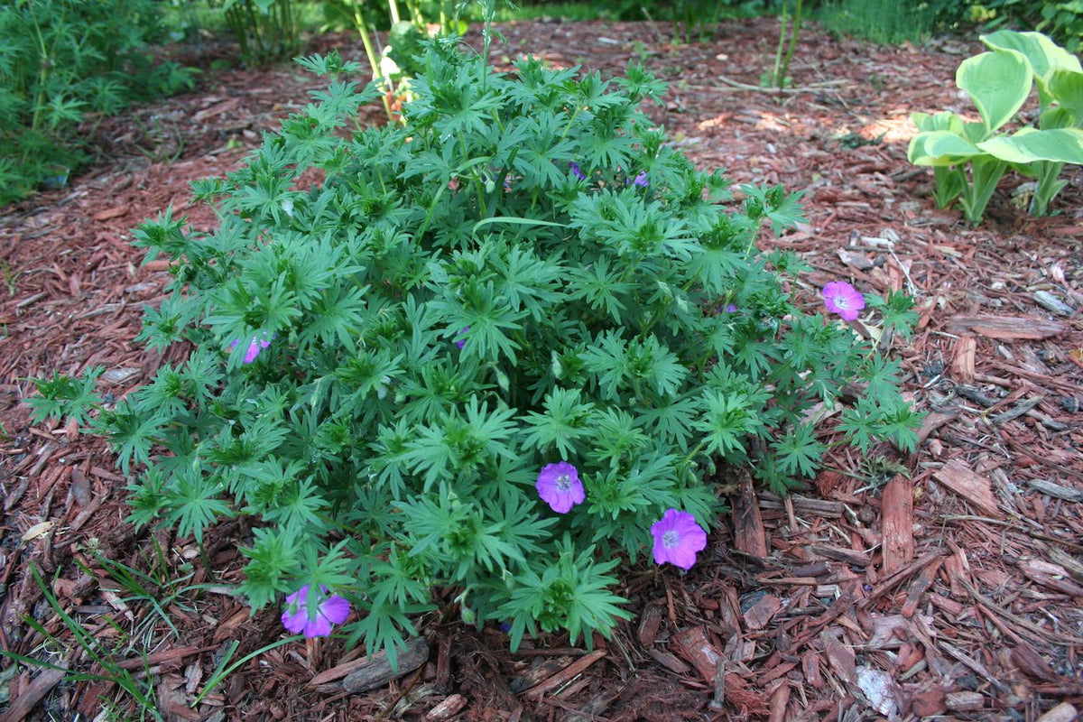 G1839 Geranium 'tiny Monster' - View 18 from www redcrocus com