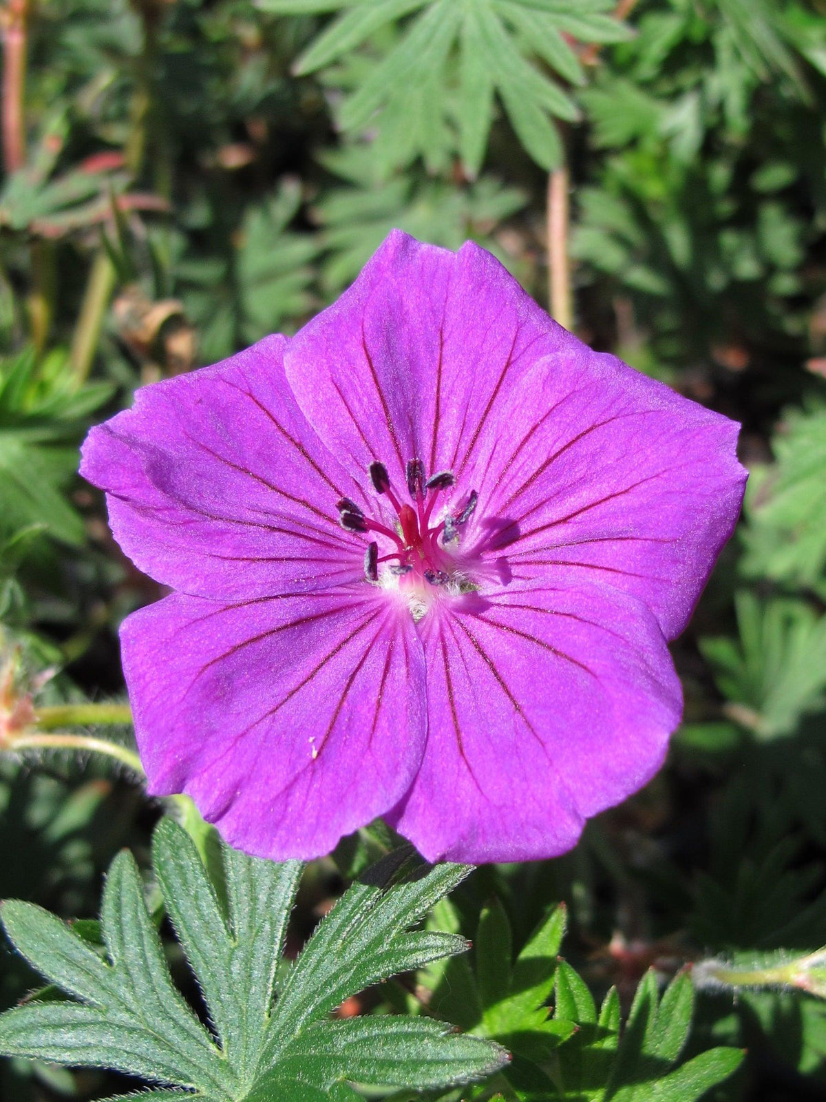 G1839 Geranium 'tiny Monster' - View 19 from www redcrocus com