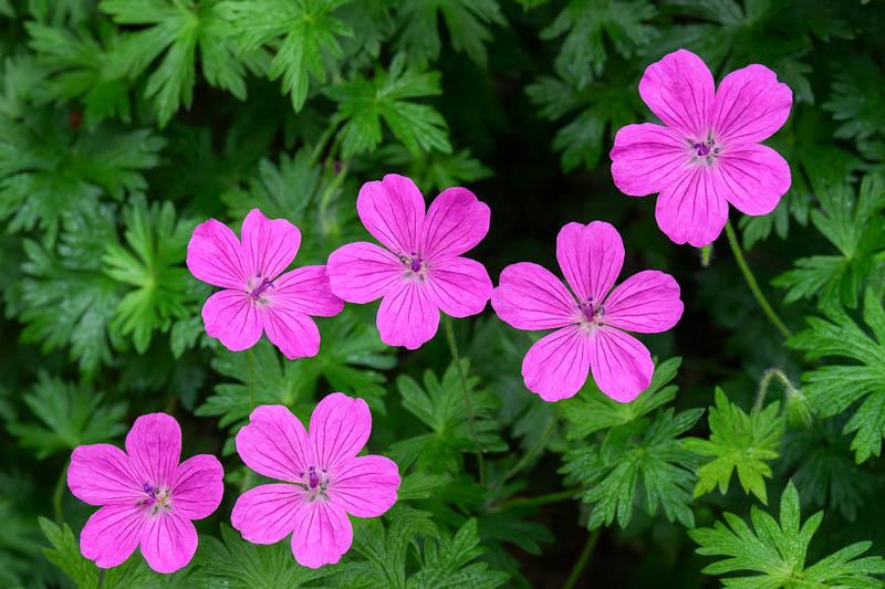 G1839 Geranium 'tiny Monster' - View 1 from www redcrocus com