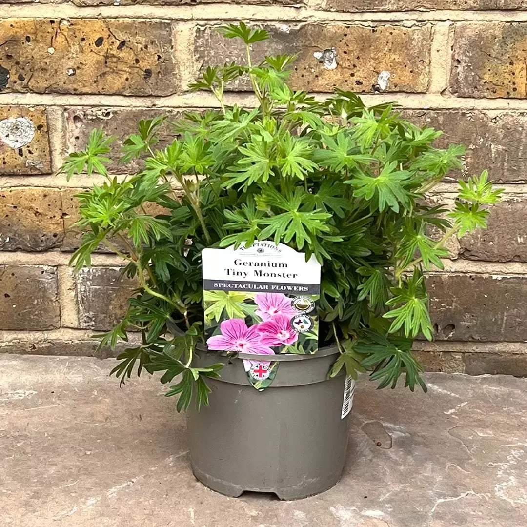 G1839 Geranium 'tiny Monster' - View 21 from www redcrocus com