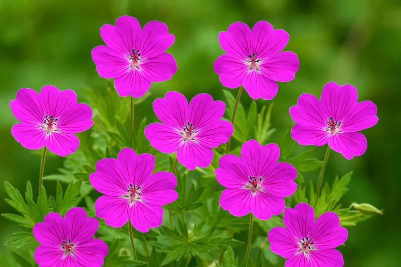 G1839 Geranium 'tiny Monster' - View 22 from www redcrocus com