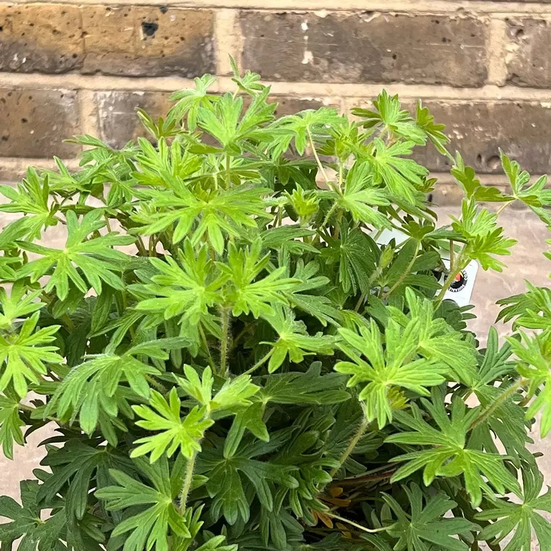 G1839 Geranium 'tiny Monster' - View 23 from www redcrocus com