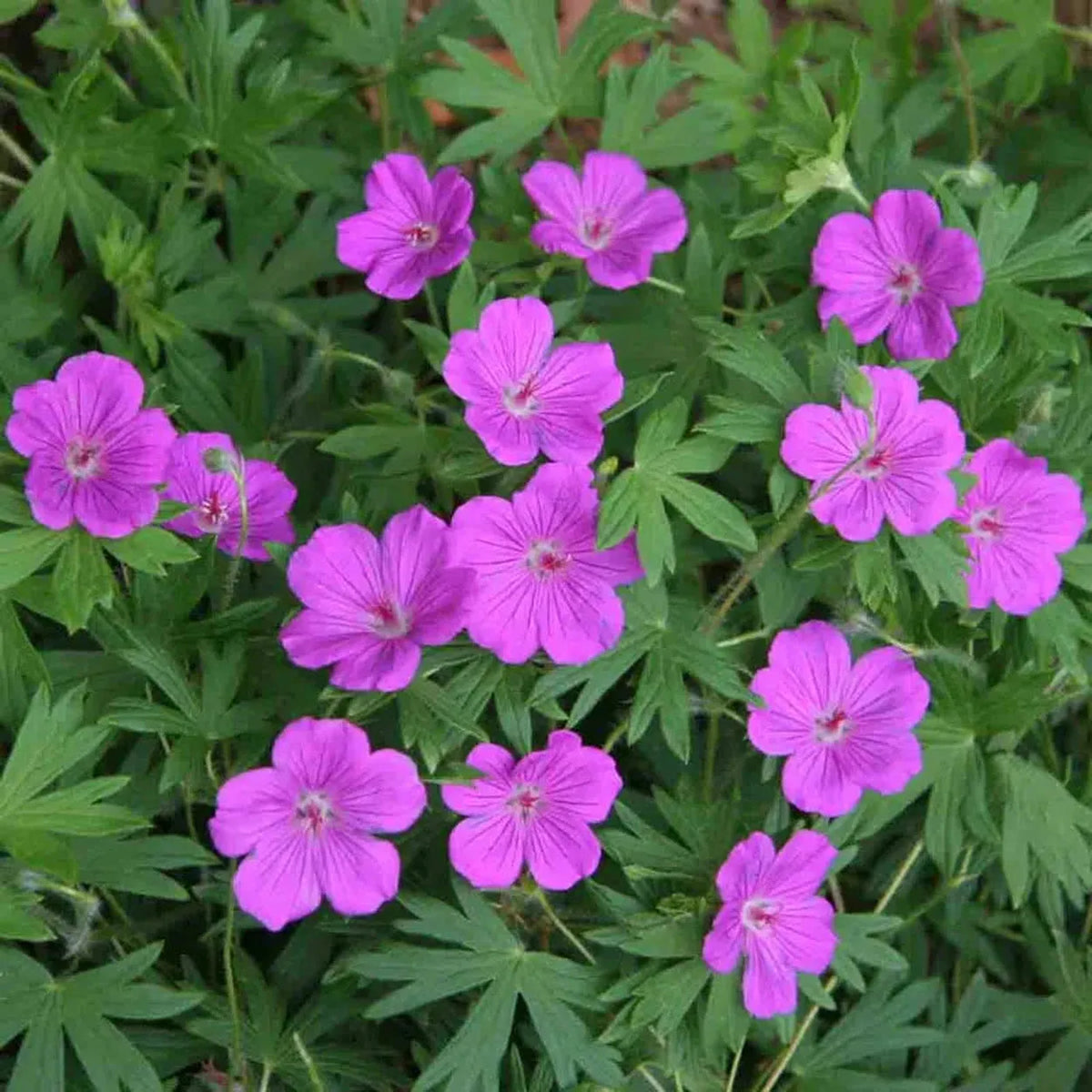 G1839 Geranium 'tiny Monster' - View 24 from www redcrocus com