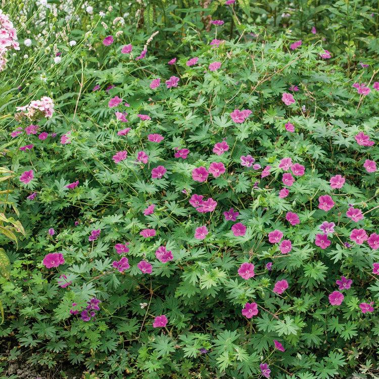 G1839 Geranium 'tiny Monster' - View 25 from www redcrocus com
