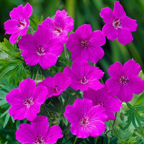 G1839 Geranium 'tiny Monster' - View 26 from www redcrocus com