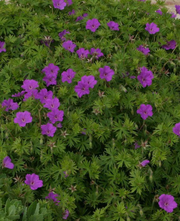 G1839 Geranium 'tiny Monster' - View 27 from www redcrocus com