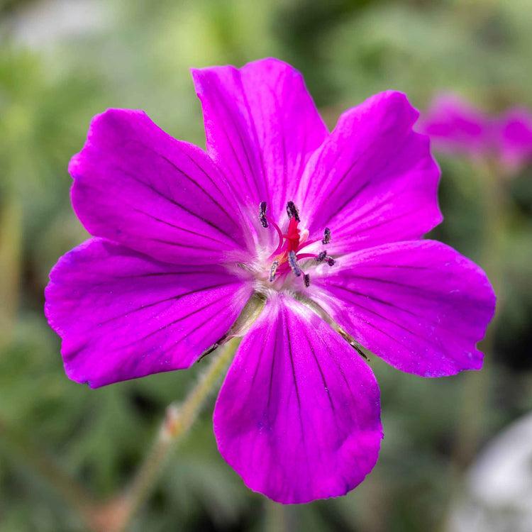 G1839 Geranium 'tiny Monster' - View 28 from www redcrocus com