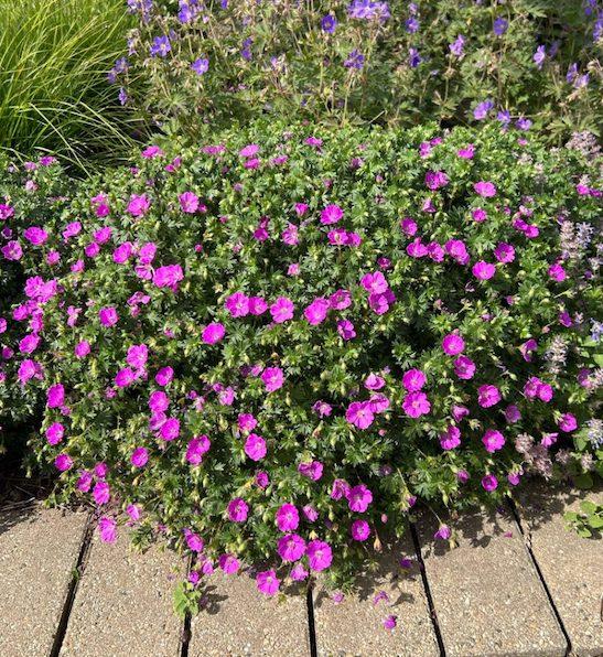 G1839 Geranium 'tiny Monster' - View 2 from www redcrocus com