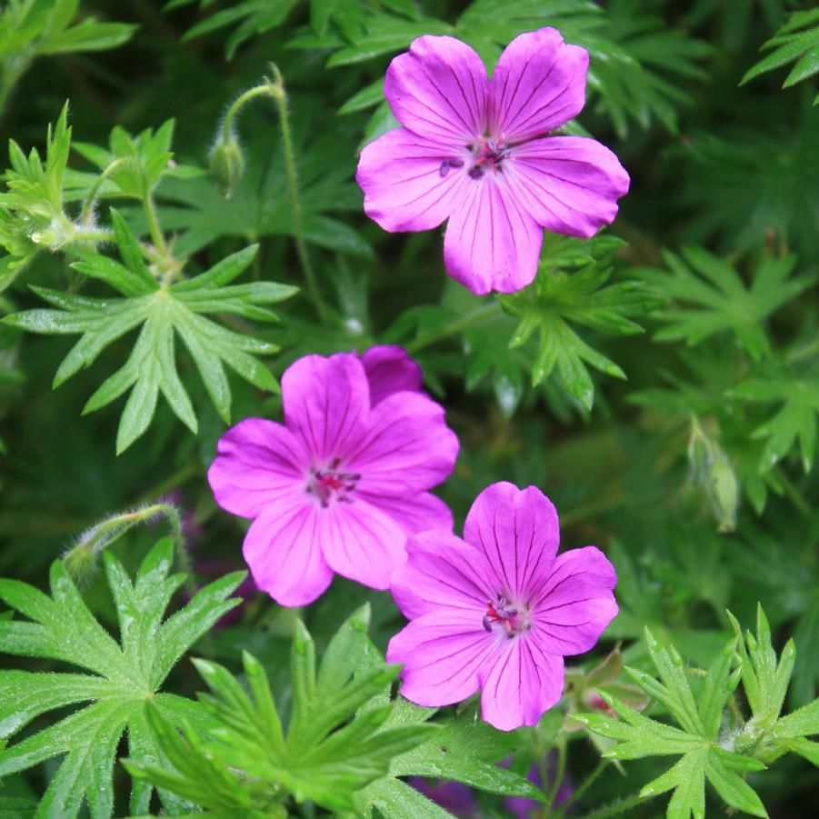 G1839 Geranium 'tiny Monster' - View 4 from www redcrocus com