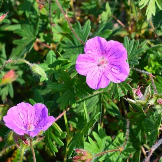 G1839 Geranium 'tiny Monster' - View 5 from www redcrocus com
