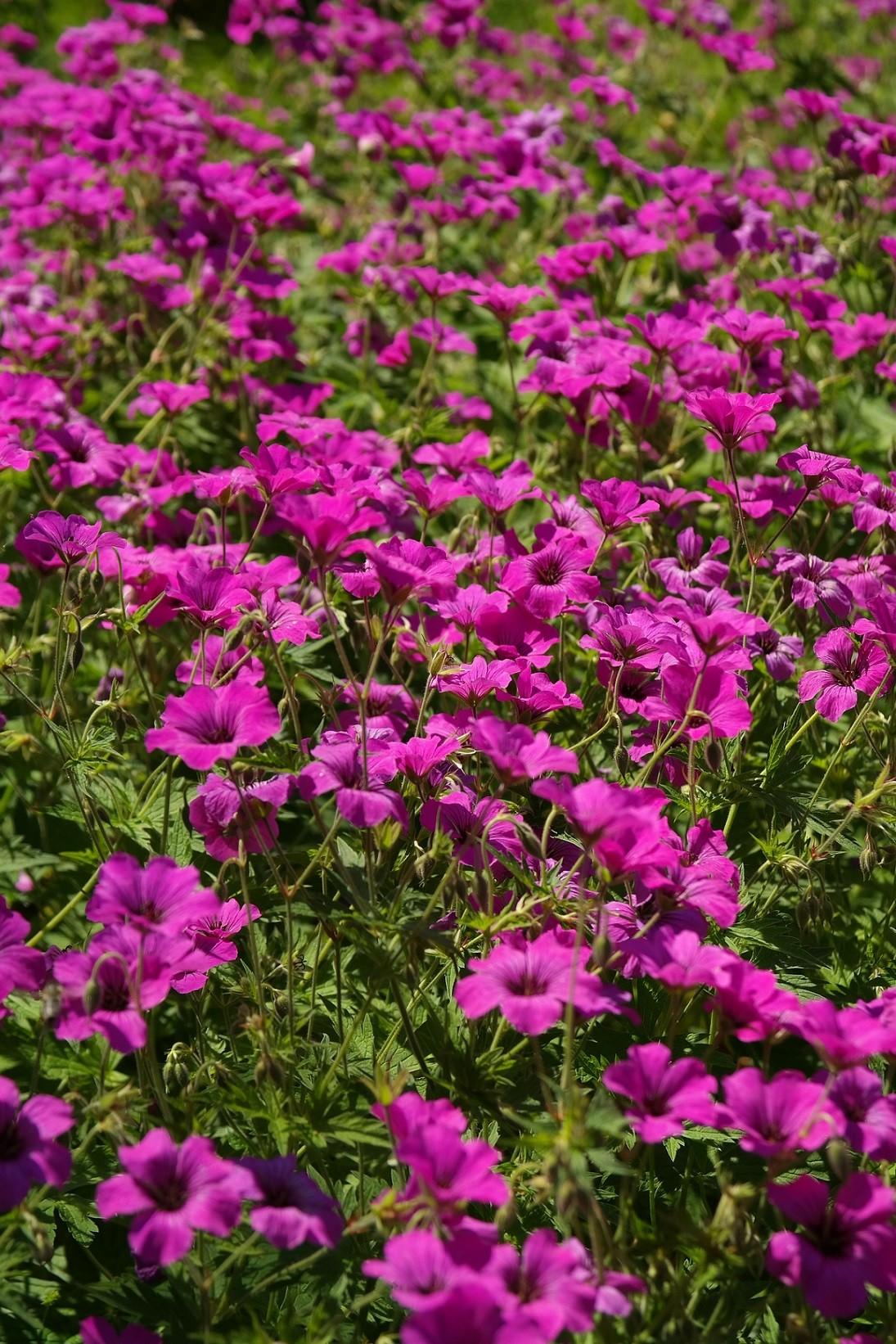 G1839 Geranium 'tiny Monster' - View 7 from www redcrocus com