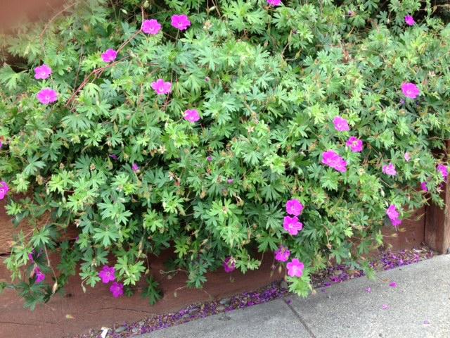 G1839 Geranium 'tiny Monster' - View 8 from www redcrocus com