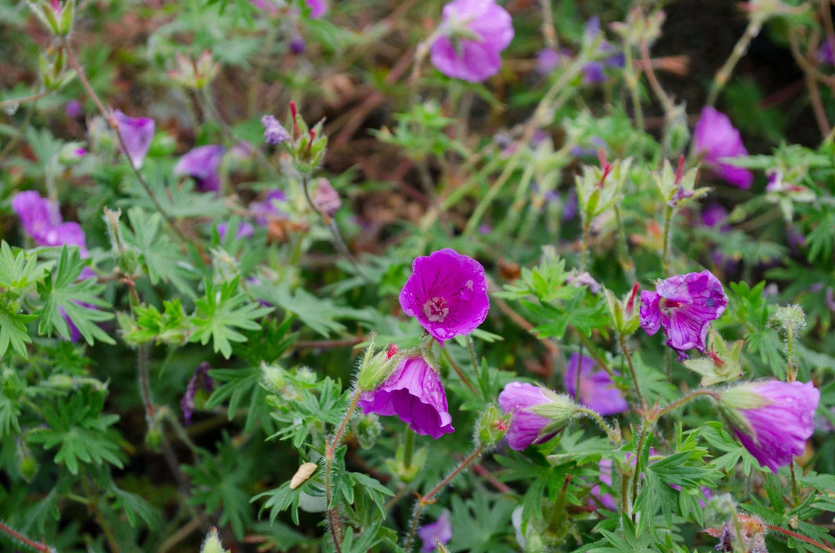 G1839 Geranium 'tiny Monster' - View 9 from www redcrocus com