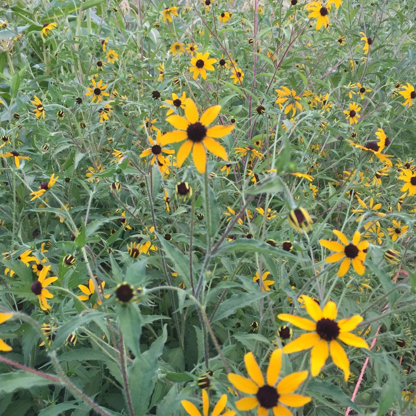 G1849 Rudbeckia Triloba - View 10 from www redcrocus com