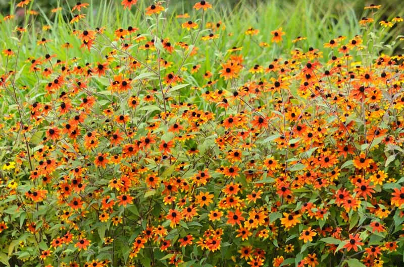 G1849 Rudbeckia Triloba - View 11 from www redcrocus com