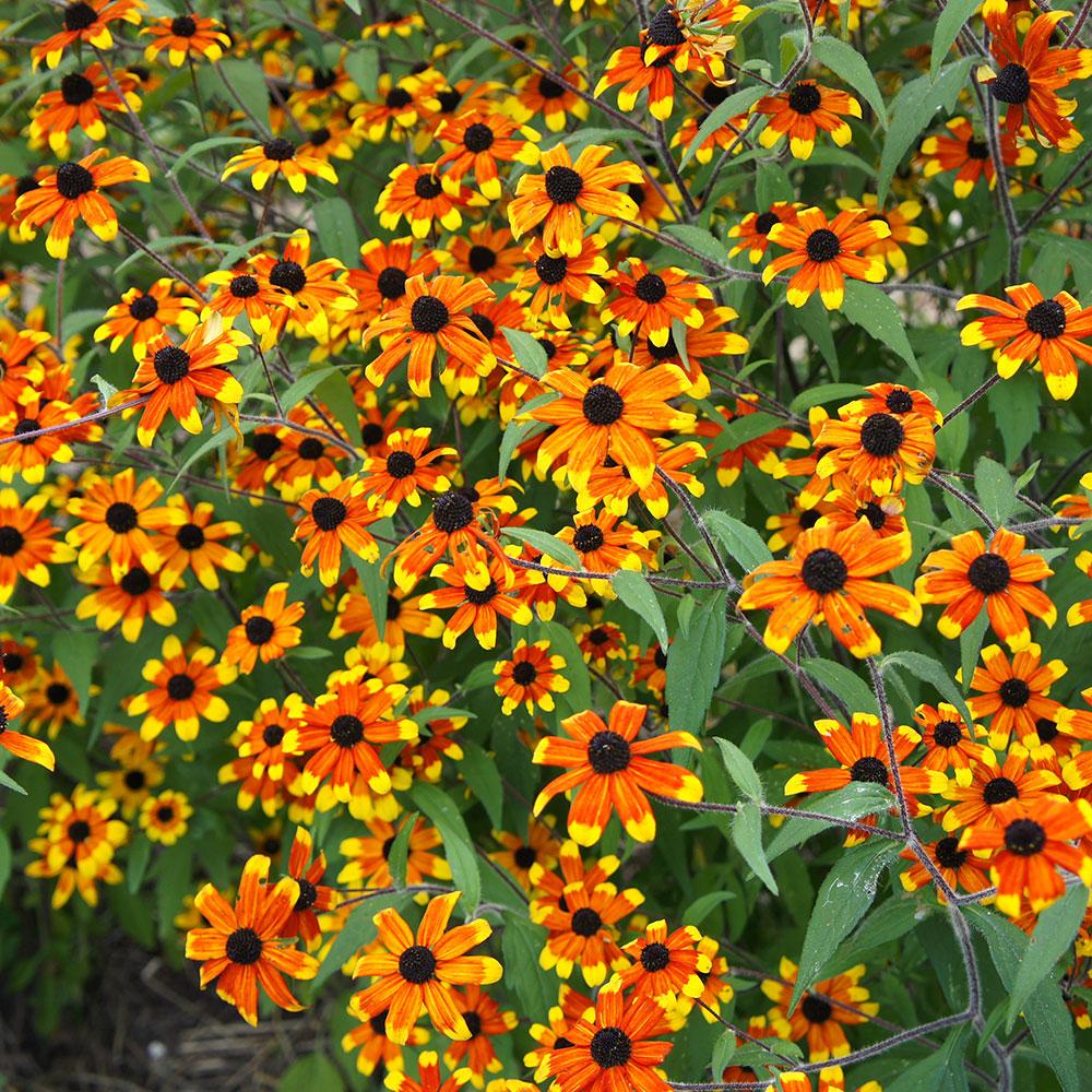 G1849 Rudbeckia Triloba - View 12 from www redcrocus com