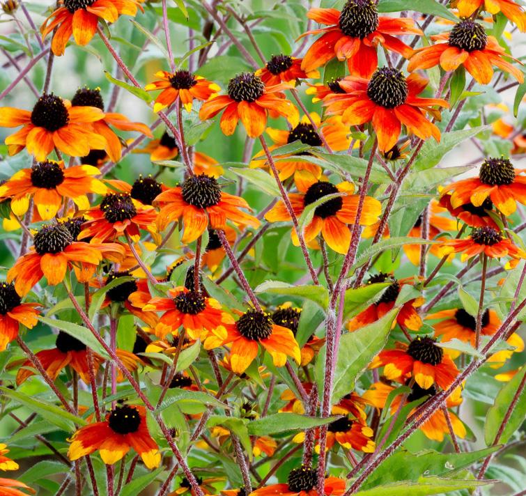 G1849 Rudbeckia Triloba - View 13 from www redcrocus com