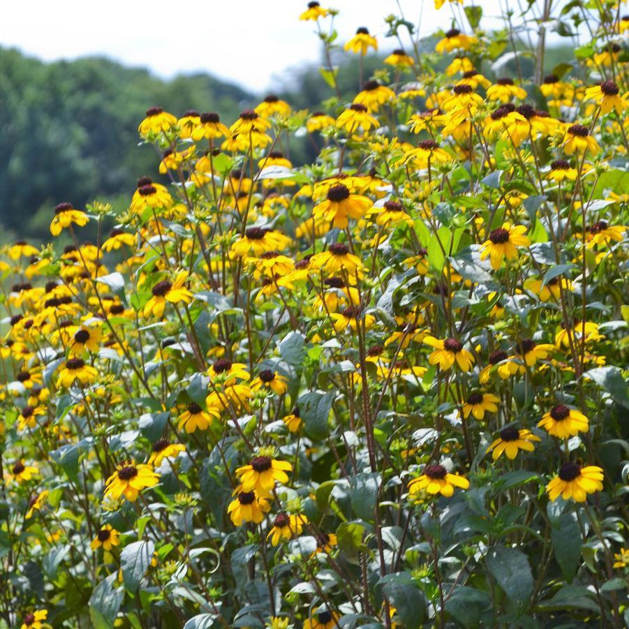 G1849 Rudbeckia Triloba - View 15 from www redcrocus com