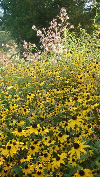 G1849 Rudbeckia Triloba - View 18 from www redcrocus com