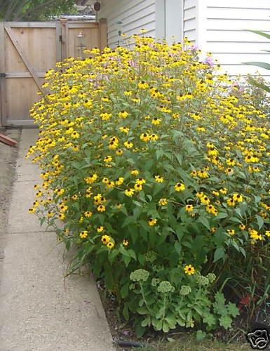 G1849 Rudbeckia Triloba - View 19 from www redcrocus com