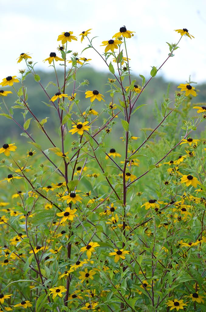 G1849 Rudbeckia Triloba - View 1 from www redcrocus com