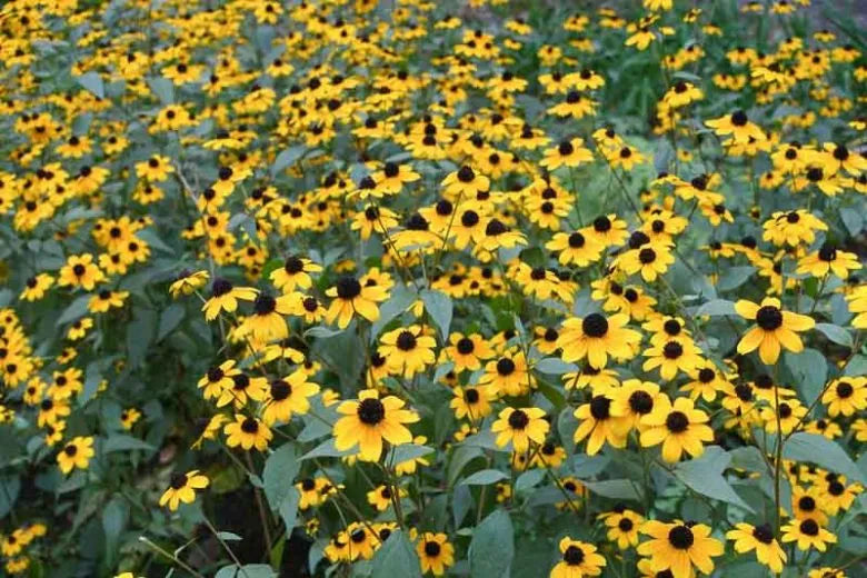G1849 Rudbeckia Triloba - View 20 from www redcrocus com