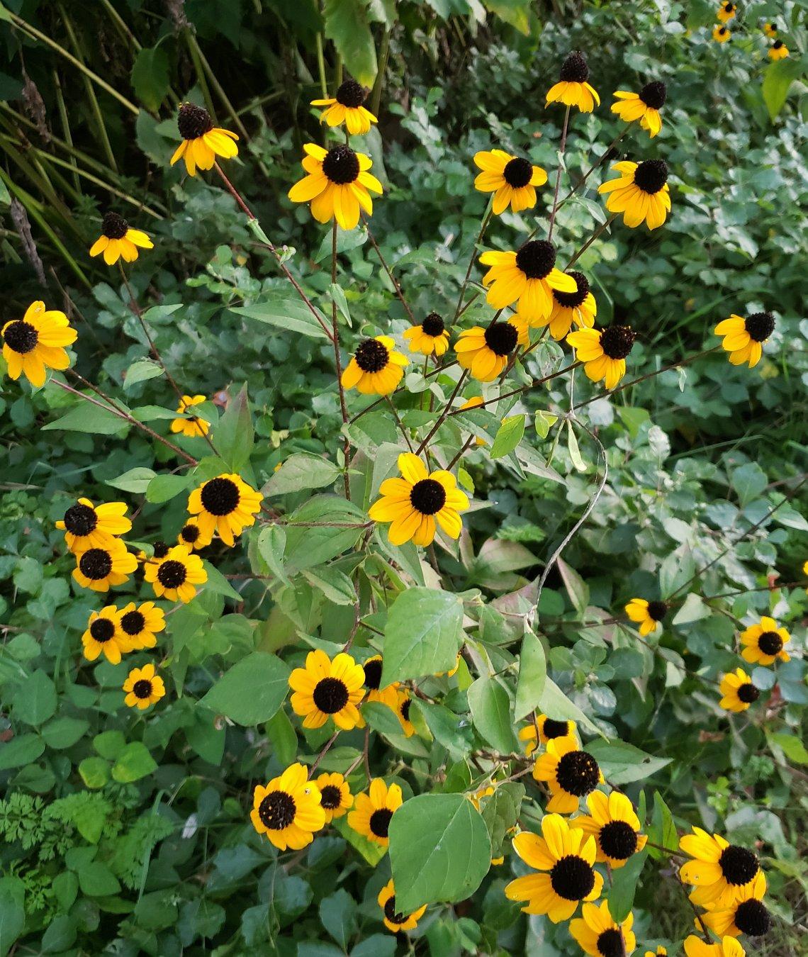 G1849 Rudbeckia Triloba - View 21 from www redcrocus com