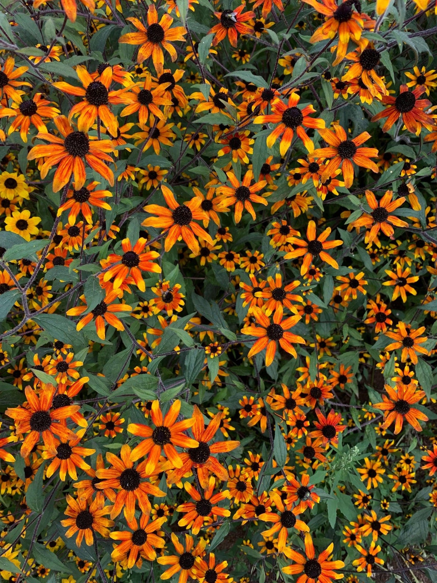 G1849 Rudbeckia Triloba - View 23 from www redcrocus com