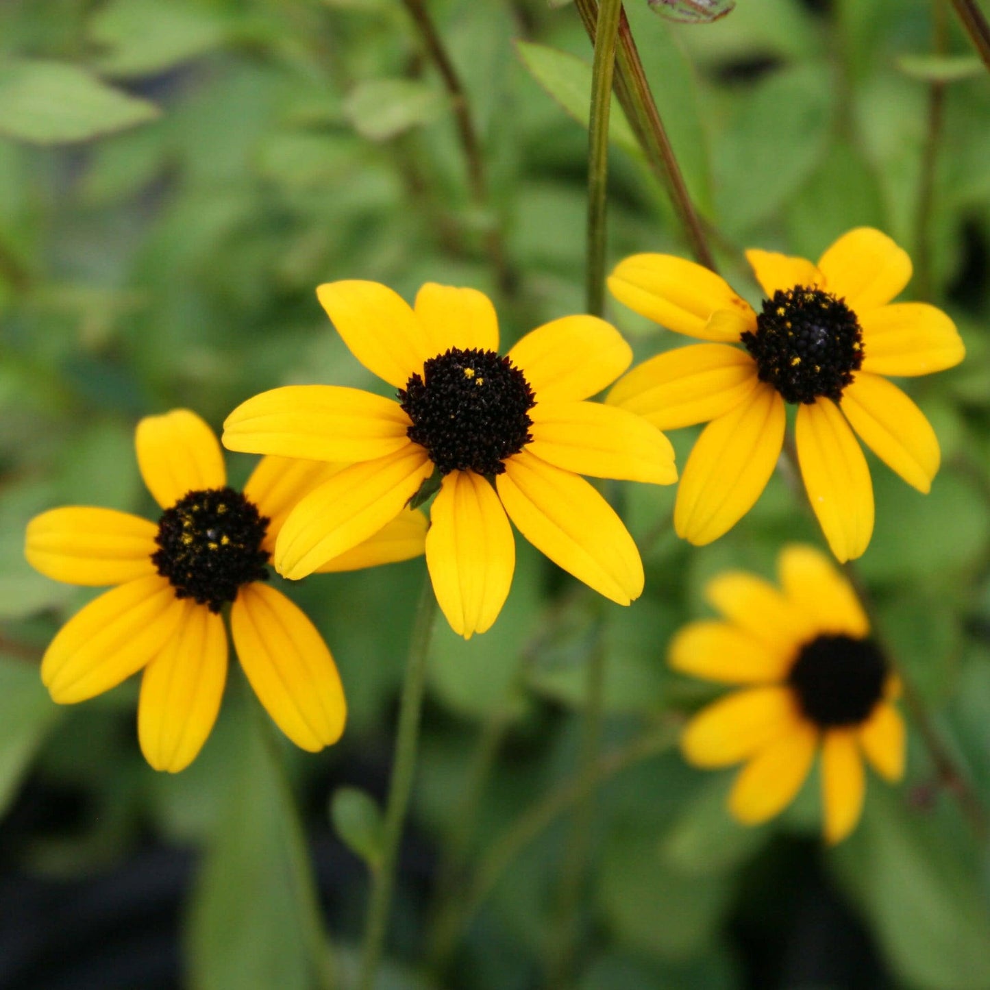 G1849 Rudbeckia Triloba - View 26 from www redcrocus com