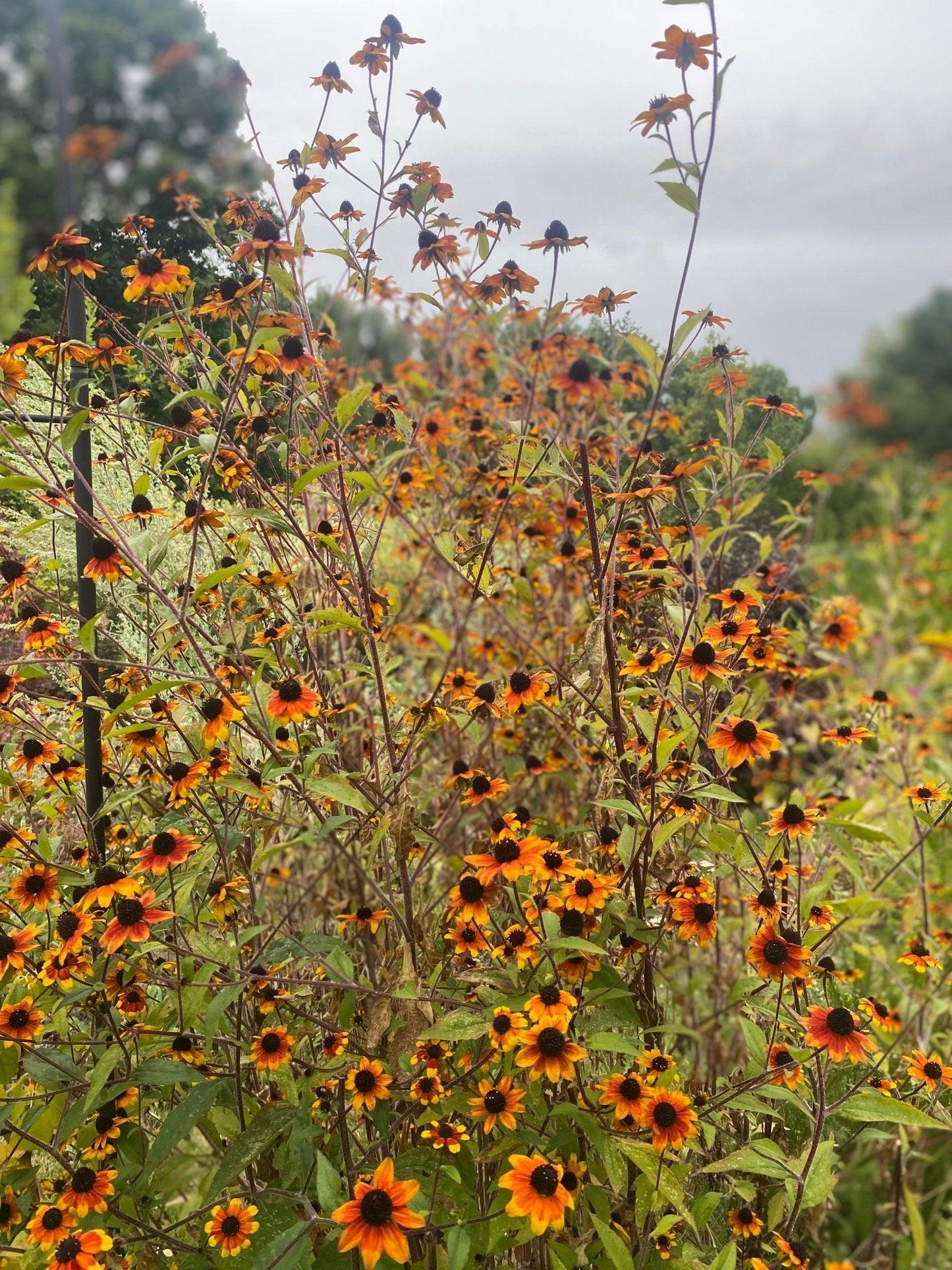 G1849 Rudbeckia Triloba - View 28 from www redcrocus com