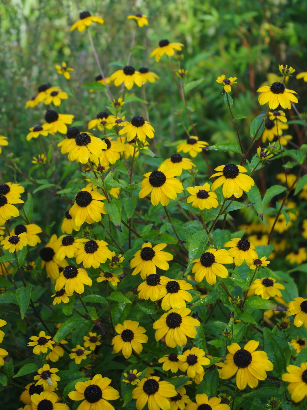 G1849 Rudbeckia Triloba - View 29 from www redcrocus com