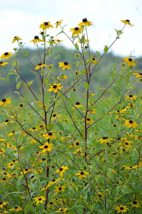 G1849 Rudbeckia Triloba - View 2 from www redcrocus com