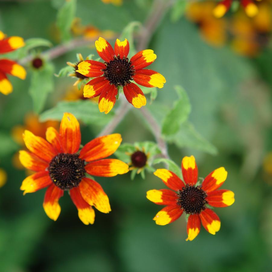 G1849 Rudbeckia Triloba - View 30 from www redcrocus com