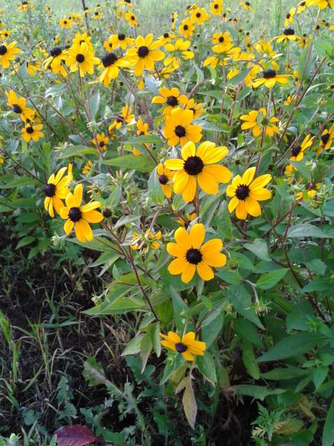 G1849 Rudbeckia Triloba - View 31 from www redcrocus com