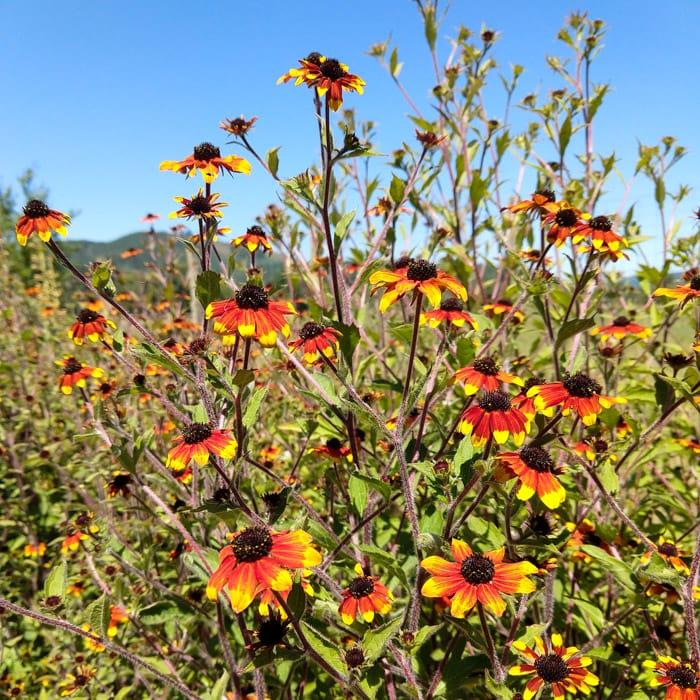 G1849 Rudbeckia Triloba - View 32 from www redcrocus com