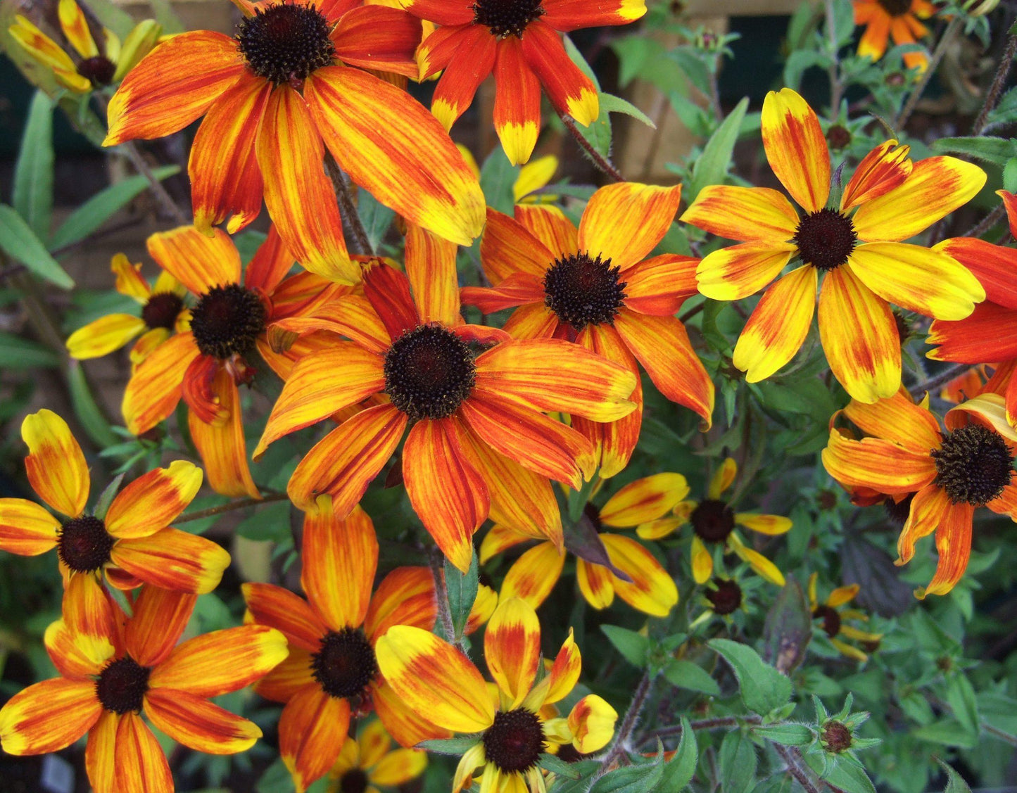 G1849 Rudbeckia Triloba - View 33 from www redcrocus com