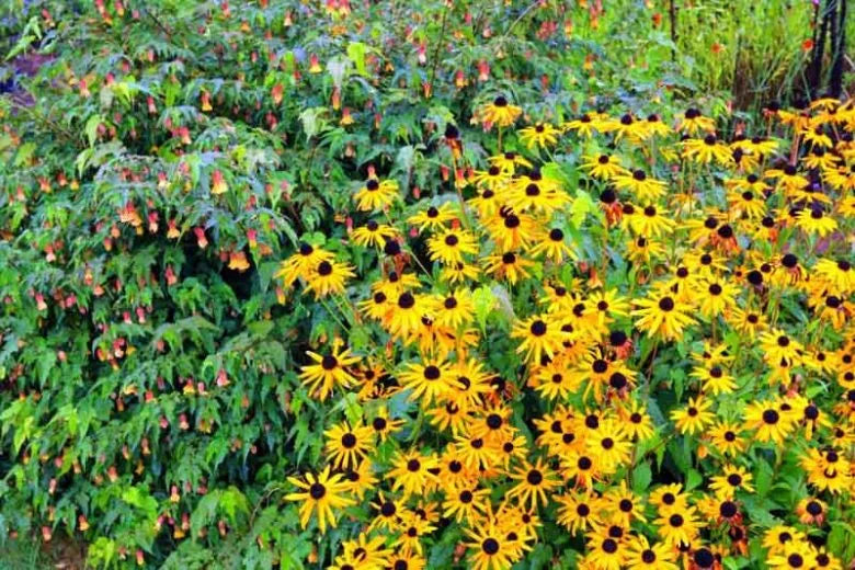 G1849 Rudbeckia Triloba - View 34 from www redcrocus com
