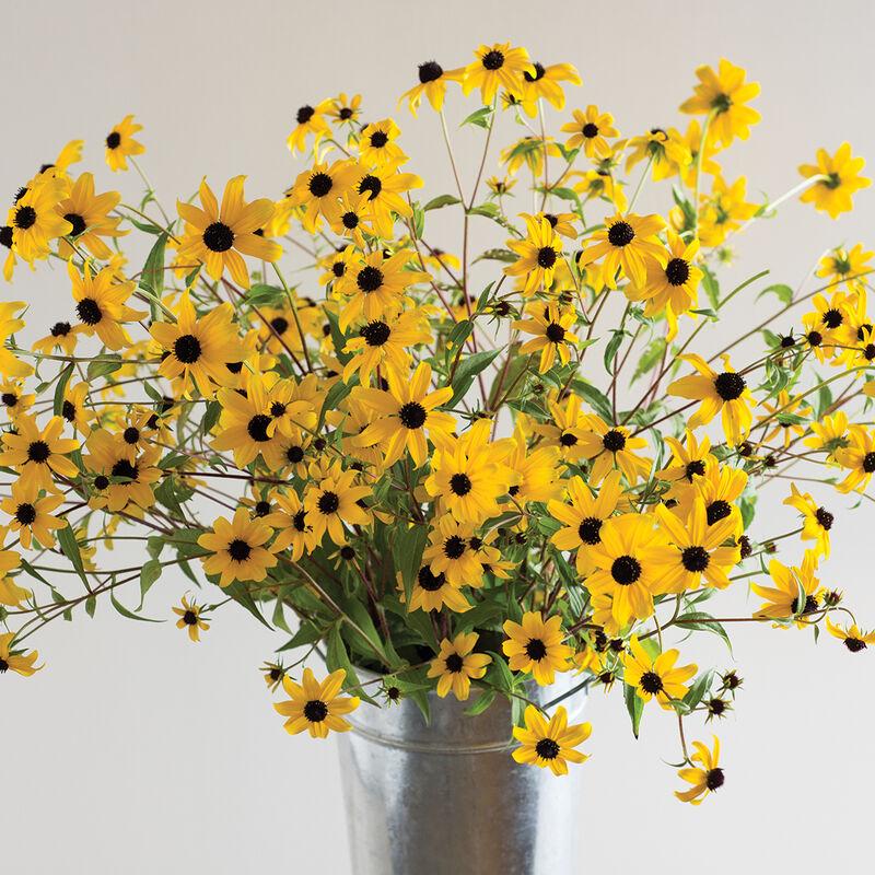 G1849 Rudbeckia Triloba - View 3 from www redcrocus com