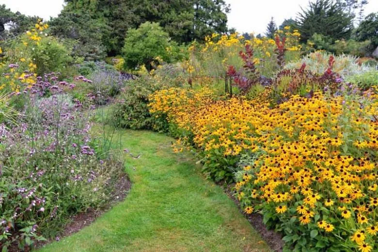 G1849 Rudbeckia Triloba - View 4 from www redcrocus com