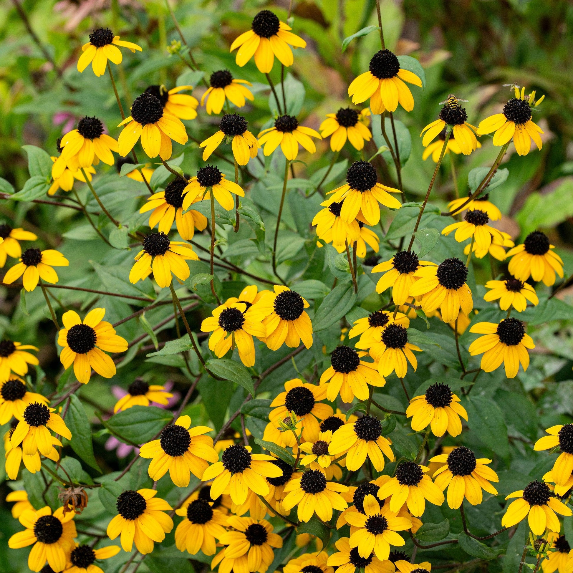 G1849 Rudbeckia Triloba - View 5 from www redcrocus com