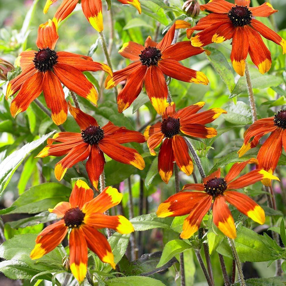 G1849 Rudbeckia Triloba - View 7 from www redcrocus com