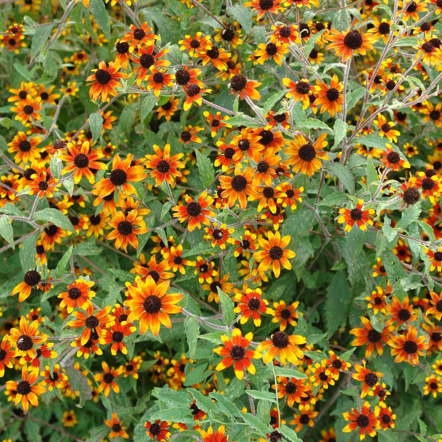 G1849 Rudbeckia Triloba - View 8 from www redcrocus com