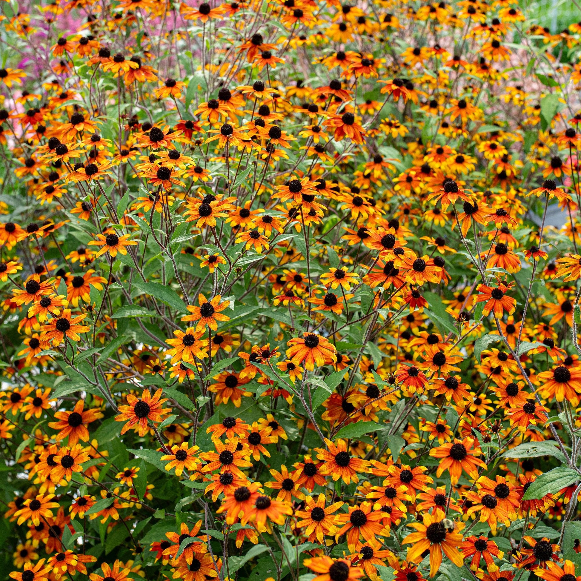G1849 Rudbeckia Triloba - View 9 from www redcrocus com