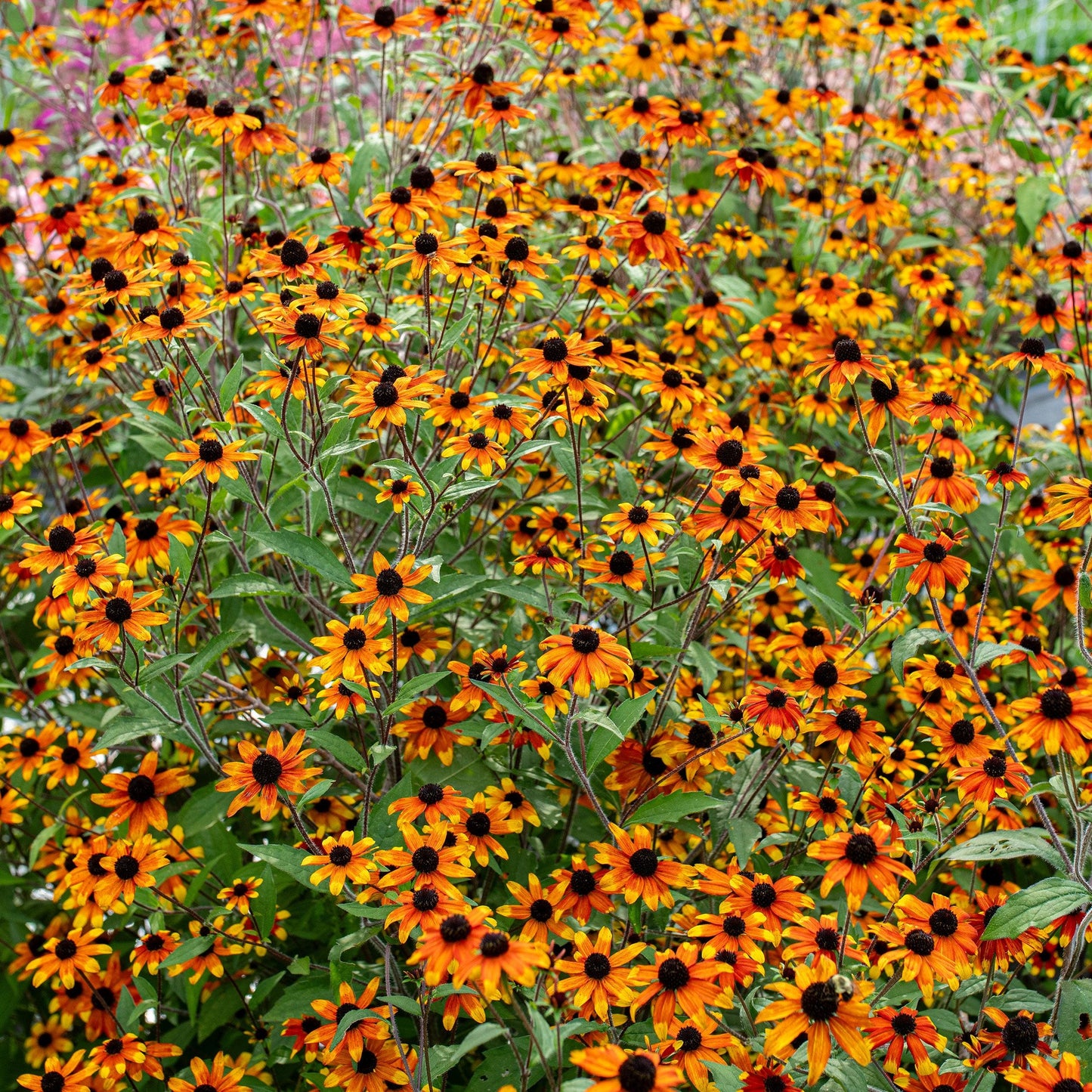 G1849 Rudbeckia Triloba - View 9 from www redcrocus com