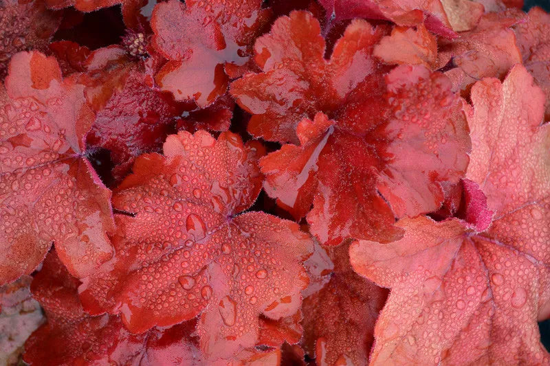 G1896 Heuchera 'fire Alarm' - View 10 from www redcrocus com
