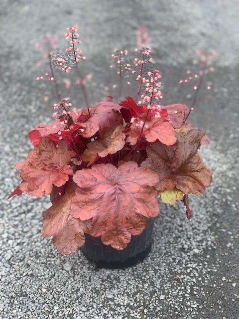 G1896 Heuchera 'fire Alarm' - View 11 from www redcrocus com